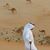 Amer Altweel's profile image