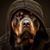Dado Doda's profile image