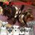 Terri Hayhurst Kempf's profile image