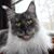 Marie J Phillips's profile image