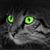 Ken Williams's profile image