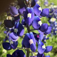 Joan Wilson's profile image