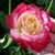 Mary Fisher's profile image