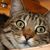 Anthony Stoker's profile image