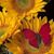 Booher Betsy Tony's profile image
