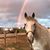 Amie Fonder's profile image