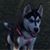 Bob Sloman's profile image