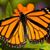 Doris Reifschneider's profile image