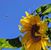 Tena Gifford's profile image
