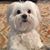 Lisa Hamilton Riley's profile image