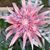 Denise Quirk's profile image