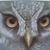 Lisa Ressler's profile image