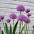 Karen Ellison Seyler's profile image