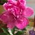 Ann Marie Grutta's profile image