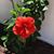 Denise Sosnowski Osgood's profile image