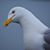Craig Nevers's profile image