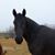 Patricia Bussell's profile image