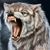 Kevin Ianniccari's profile image