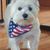 Liberty Belle's profile image