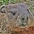 Harold C. Hines's profile image