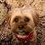Amber Pasold Zimmerman's profile image