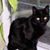 Sue Sturdivant- Stone's profile image