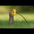 Dawn Schuerch's profile image