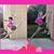 Dorothy Magliano-Turck's profile image