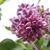 Kimberley Driesbach Adcox's profile image