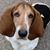 Clara Elizabeth Caler's profile image