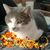 Michael Garceau's profile image
