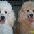 Bea Dennis's profile image