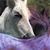 Polly Ulichny's profile image