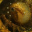 pascal's profile image