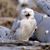 Cheryl Denise de Boissiere's profile image
