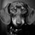 Robin Austin Lund's profile image