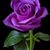 Rebecca Joelene Chapagai's profile image