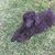 Shirley Craig's profile image