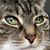 Dianne Romine's profile image