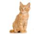 Rossie R.'s profile image