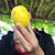 Flavio Monteiro's profile image