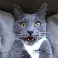 Phil Rothstein's profile image