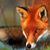 Amy Foster Hawkins's profile image