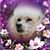 Bonnie Price's profile image