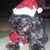 Steve Gobie's profile image