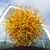Sally Stoops's profile image