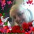 Cheryl J. Meli Siani's profile image