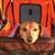 Elizabeth Niver Booth's profile image