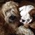 Jill Meyerson's profile image
