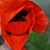 Kristen Dadah Wall's profile image